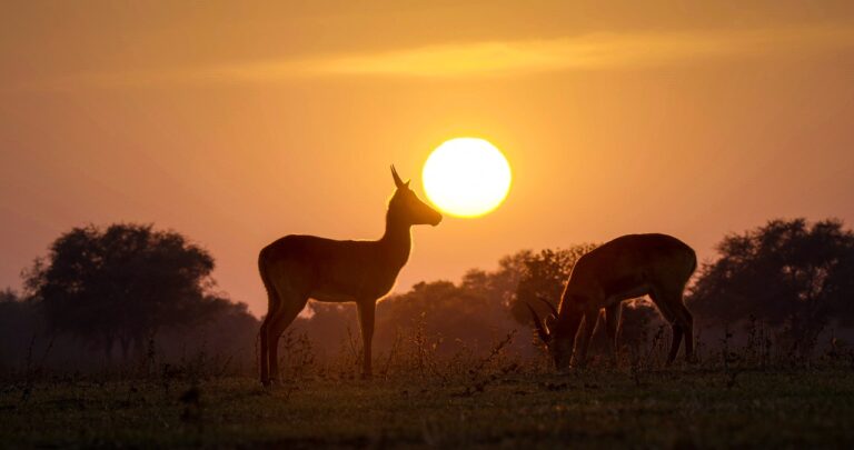 
Zambia
