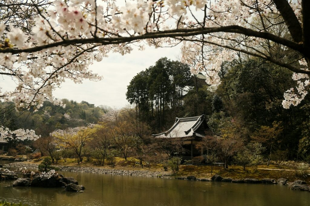 
Recorre Japón en época de cerezos, salida 30 marzo
